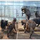 동산흑염소 이미지