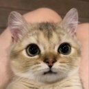 고양이나라 이미지