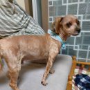 101마리 애견 이미지