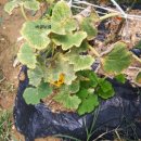 이상태농장 이미지