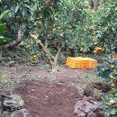 하례광장로 이미지