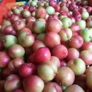 대유농산 - 용인시 처인구 원양로333번길 57-13 | 대유농산