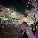 로타리포장클럽 | 2026 진해군항제 위치 먹거리 주차 셔틀 정보
