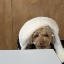 정읍사공원 | [정읍] 과일산도가 맛있는 정읍사 신상카페 모모로 - 내돈내산 방문후기