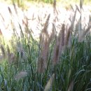 율림석수 이미지