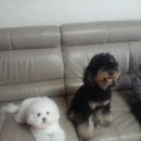 송이애견 이미지