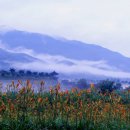 동의보감촌 치유의숲 | 지리산 산청, 쉼이 있는 펫여행 (천왕봉트레킹, 치유정원, 예술마을)
