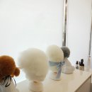 대성애견 이미지