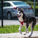 곱슬강아지 이미지