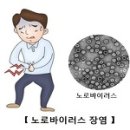 노로 바이러스 장염 (Norovirus Gastroenteritis) 이미지