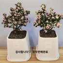 이노플라워혁신화원 이미지