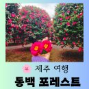 남원읍-40 | [제주 여행] 제주 서귀포시 동백꽃 명소 "동백포레스트" 개화 정도 아름다운 방문후기