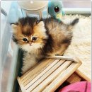 아담스펫 강아지분양 고양이분양 창원점 이미지