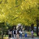 은행나무길 이미지