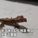 예비부부 반려동물 기록, 크레스티드게코 먹이 '토리멀밥' 급여 후기