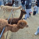 순진목장 | 가산수피아 핑크뮬리 실시간 현재모습은? 카페 모하 주차장 알파카 공룡 총정리