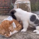 아기강아지 이미지