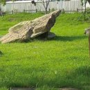 연천차탄리고인돌 이미지