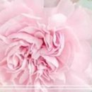 리빙골드레지던스 이미지