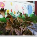 소림사유치원 이미지