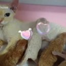 고양이허니캣