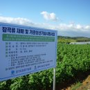 안성잡곡 이미지