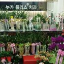 플러스치과 Daum카페