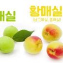 매실 수확 시기 청매실 홍매실 황매실 매실액 매실청 효능 이미지