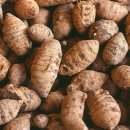 본초 - 아출(莪朮) - 어혈제거와 항균 / 건위작용 이미지