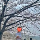 별헤는 몰랑 | 전남 고흥 벚꽃명소 카페 별헤는몰랑