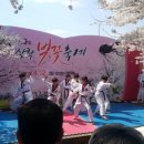 삼락동 벚꽃 축제 이미지