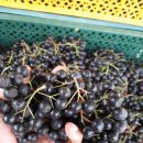 아란 농장 | 블랙푸드 아란마켓 국산아로니아 냉동 제품 후기