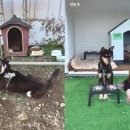 (주) 펫앤미 중앙SUNDAY