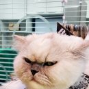 꿈이크는 동물병원 이미지