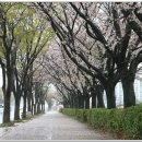 얼음골 봄 이미지