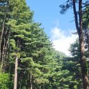 잣나무향기 이미지