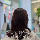 푸석한 머리 목동 데이지 헤어샵 헤어 클리닉