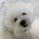 하나디앤피 네이버블로그