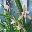 한시&한문 | 한시(汉诗) : 고려 시대 후기 《문신 정몽주》 「文臣 郑梦周」 란(兰) : 난초