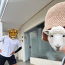 보홀 디프리 호핑투어 돌고래 거북이 와칭 &amp; 버진아일랜드 후기🐬🐢
