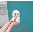 광주강아지분양 펫블리 애견 샵 | 광주강아지분양 펫블리 애견 샵에서 귀여운 반려견 입양 일지.