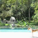 Luxury Dog 이미지