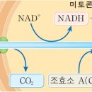 시트르산 회로(TCA 회로) 이미지