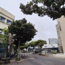 나홀로 무계획 서귀포 여행 이틀째 : 몸국 말고 애호박찌개를 먹은 이유
