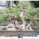 분재전시회 이미지