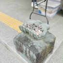 죽향골 청둥오리전문점 유진정 이미지