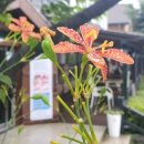 호박골오리집 이미지