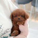 남구-045 | 포항강아지분양 미유펫은 안전해요