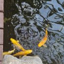 자생원 | 용인시 오산 나들이하기 좋은 곳! 물향기 수목원