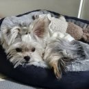 유한유치원 | [강아지 사료 내돈내산 솔직후기 2편 with 까탈쟁이 이달리]